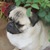 This is a picture of my doggy friend, Buzo