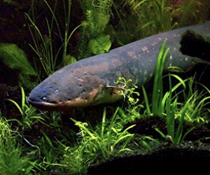 Electric eel