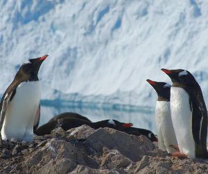 Penguins