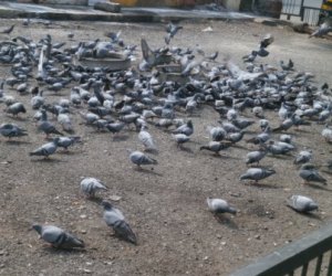 Pigeons feeding on grains