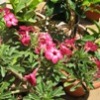 Beautiful flowers in my rooftop garden